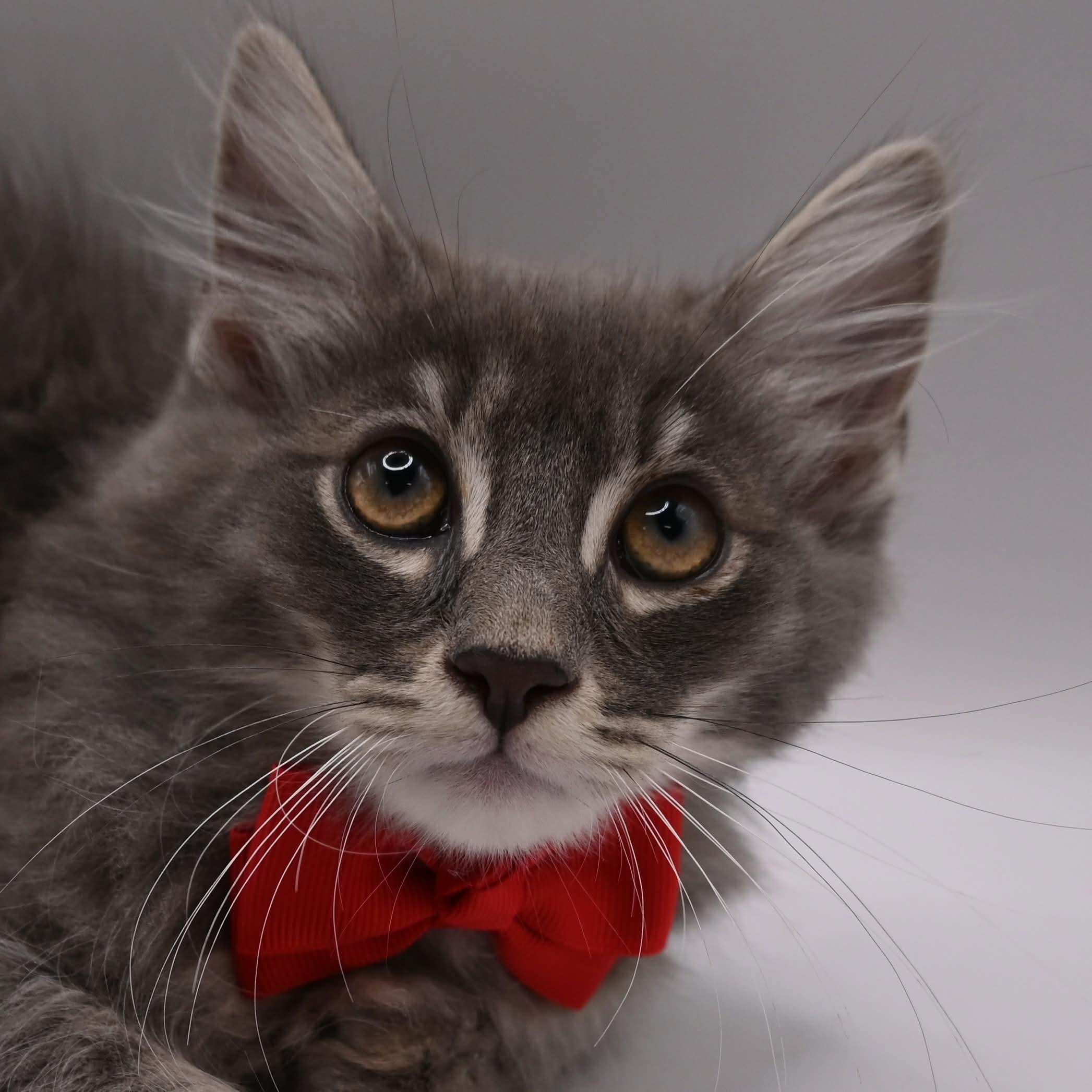 Stormy, an adopted mixed breed in Farmington, CT image 4/6