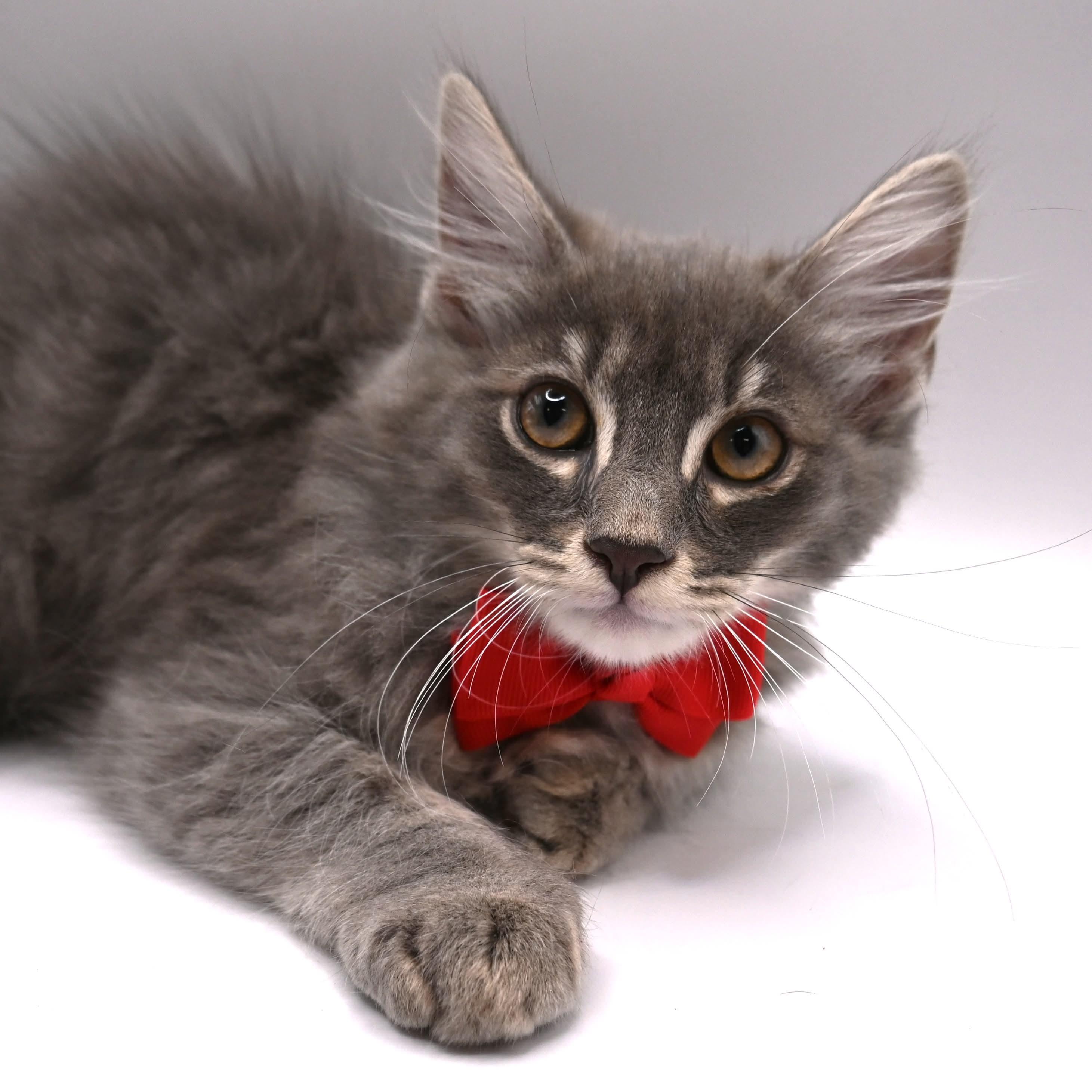 Stormy, an adopted mixed breed in Farmington, CT image 6/6