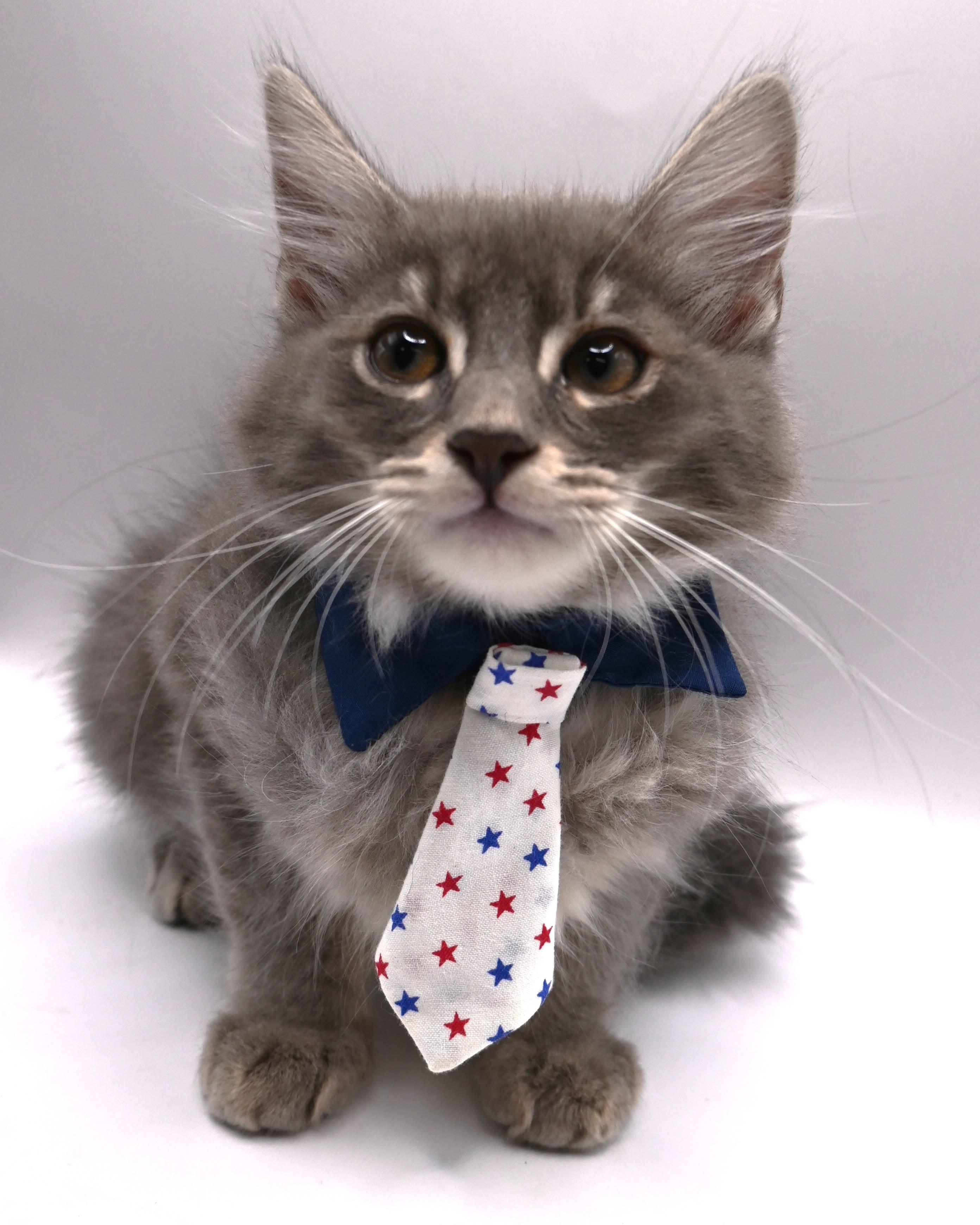 Stormy, an adopted mixed breed in Farmington, CT image 3/6