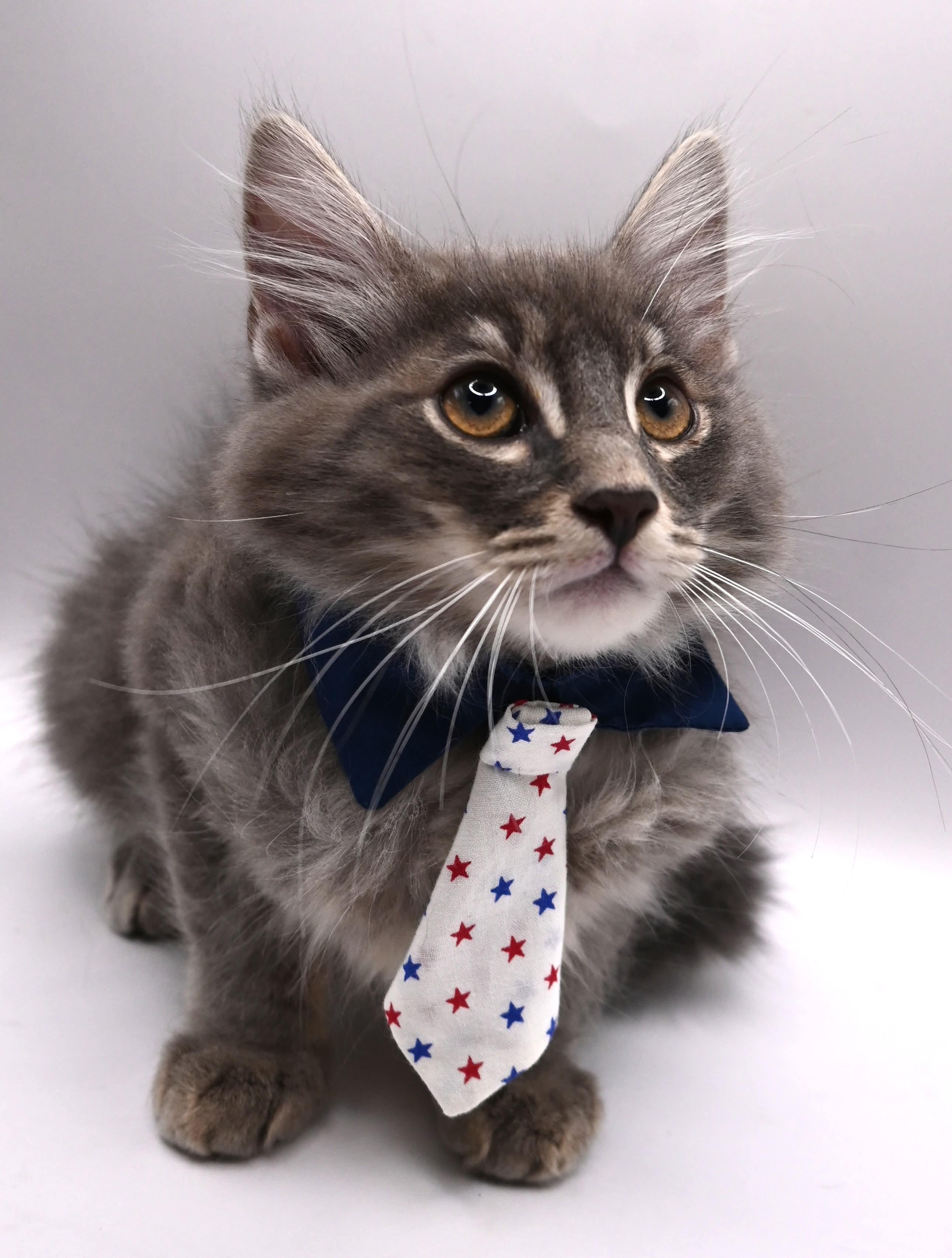 Stormy, an adopted mixed breed in Farmington, CT image 1/6