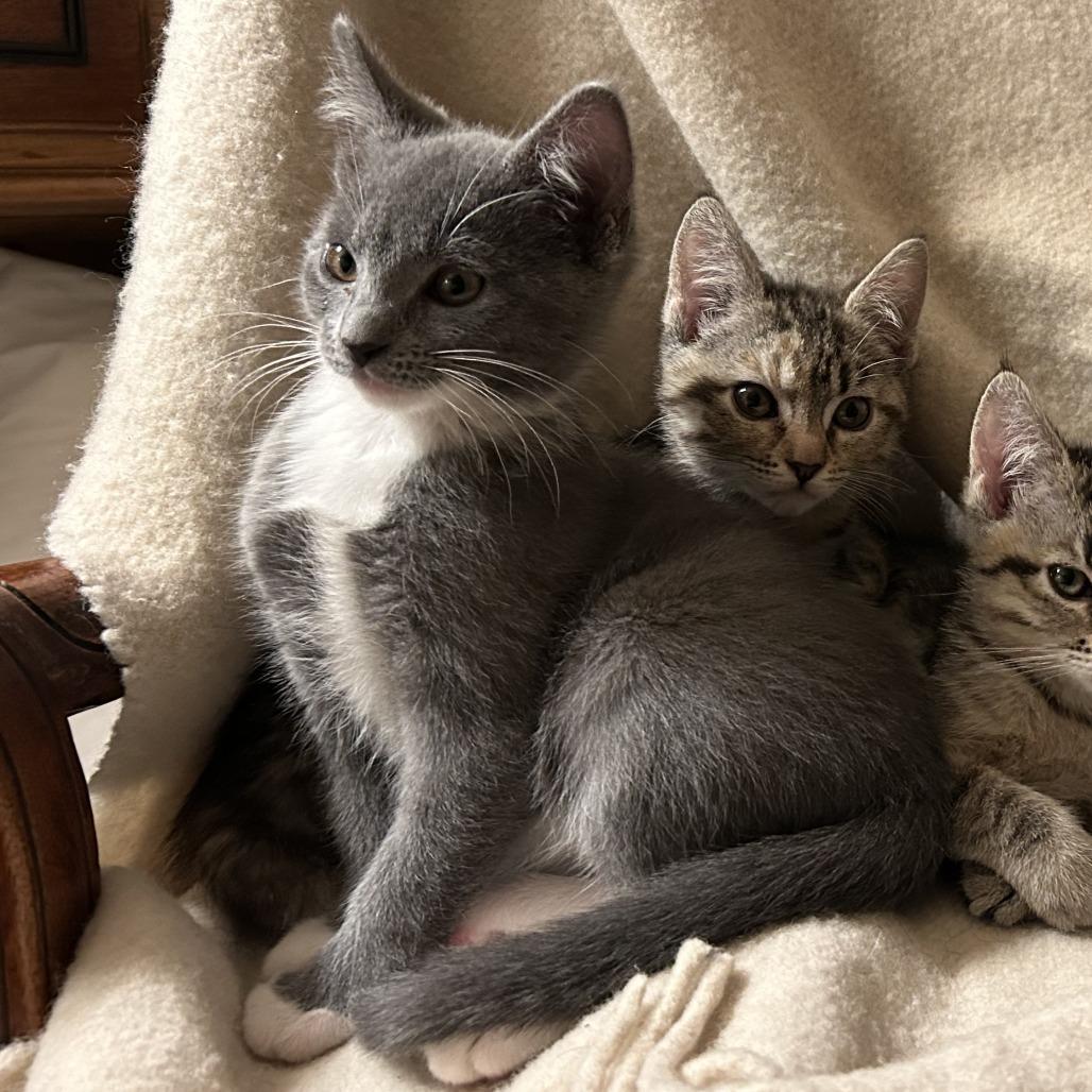 Princess White Paws, Adoptable, Kitten Female Domestic Short Hair.