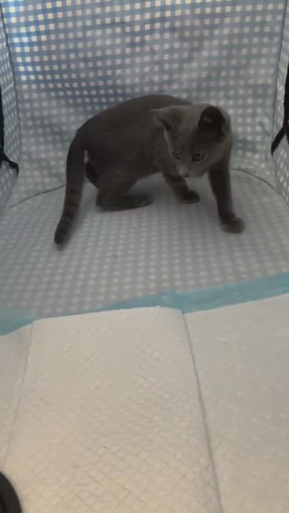 Enlarge Pepper Jack, a Adopted mixed breed in San Diego, CA video 3/5