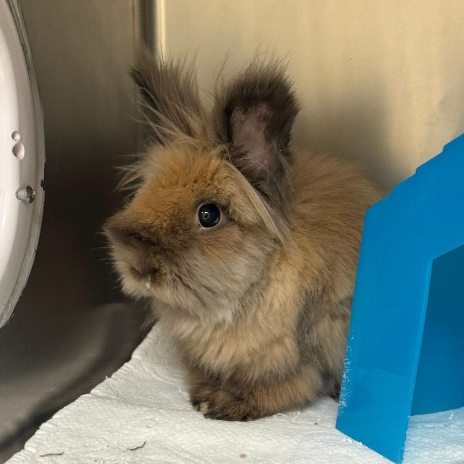 Enlarge Gracie, a Adoptable Lionhead in Cheyenne, WY image 1/3