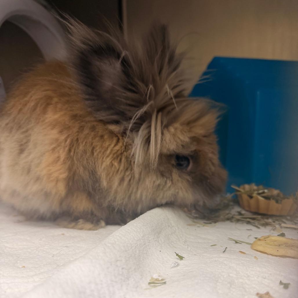Enlarge Gracie, a Adoptable Lionhead in Cheyenne, WY image 2/3