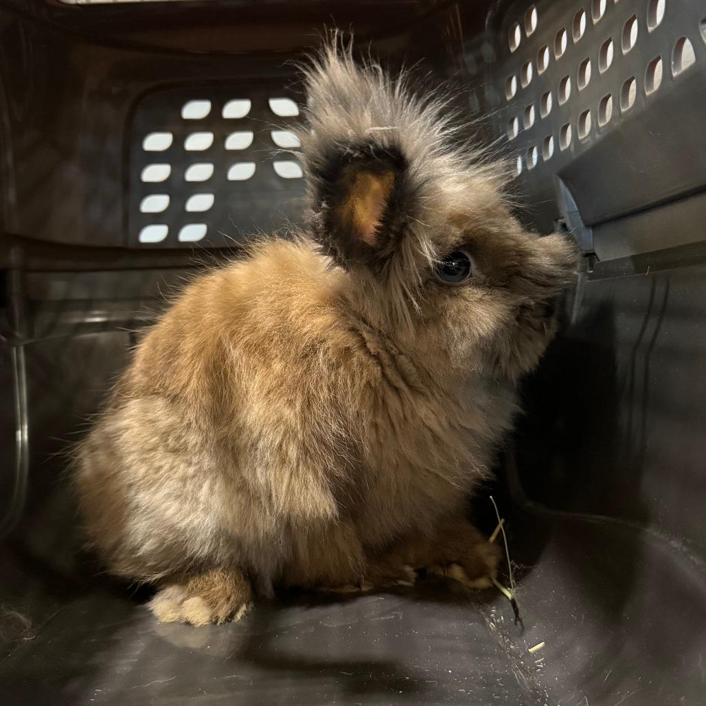Enlarge Gracie, a Adoptable Lionhead in Cheyenne, WY image 3/3