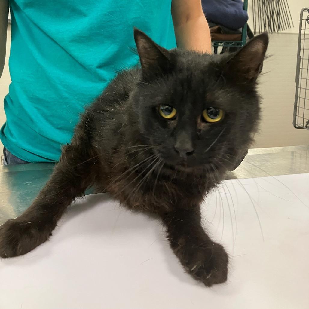 Ghost, a Adoptable Domestic Medium Hair in Las Cruces, NM image 1/5