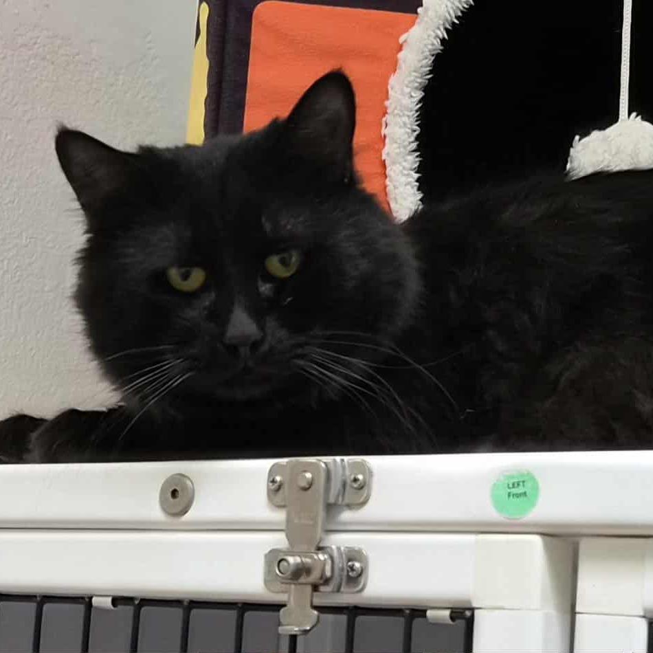 Ghost, a Adoptable Domestic Medium Hair in Las Cruces, NM image 2/5