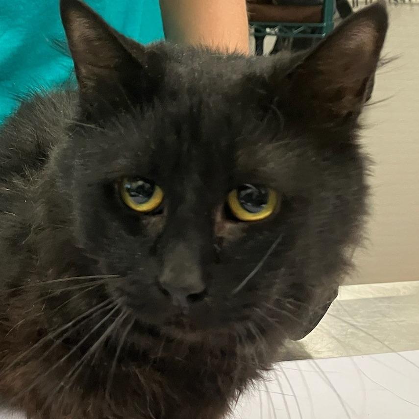 Ghost, a Adoptable Domestic Medium Hair in Las Cruces, NM image 3/5