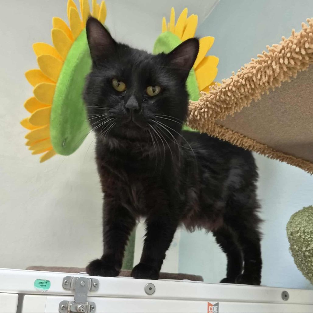 Ghost, a Adoptable Domestic Medium Hair in Las Cruces, NM image 5/5