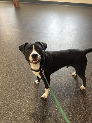 Ralffie — thumbnail 2