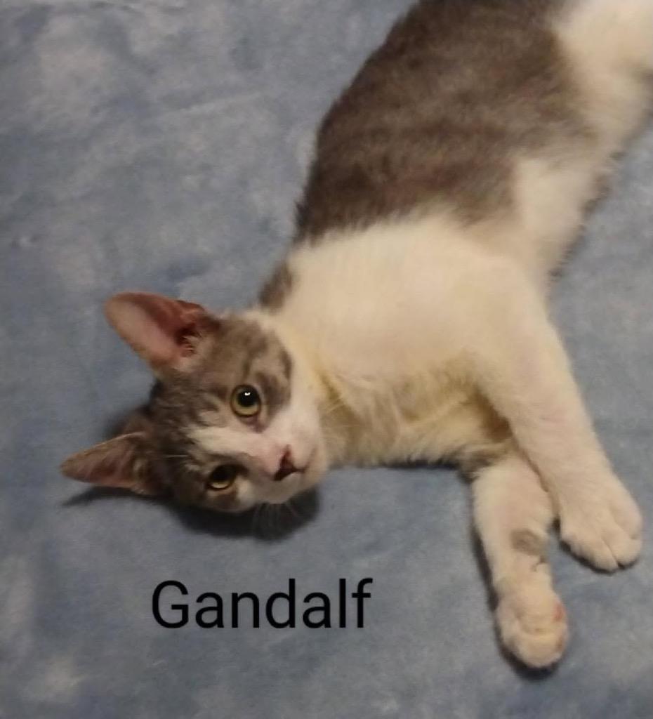 Enlarge Gandalf, a Adoptable mixed breed in Darien, GA image 1/1