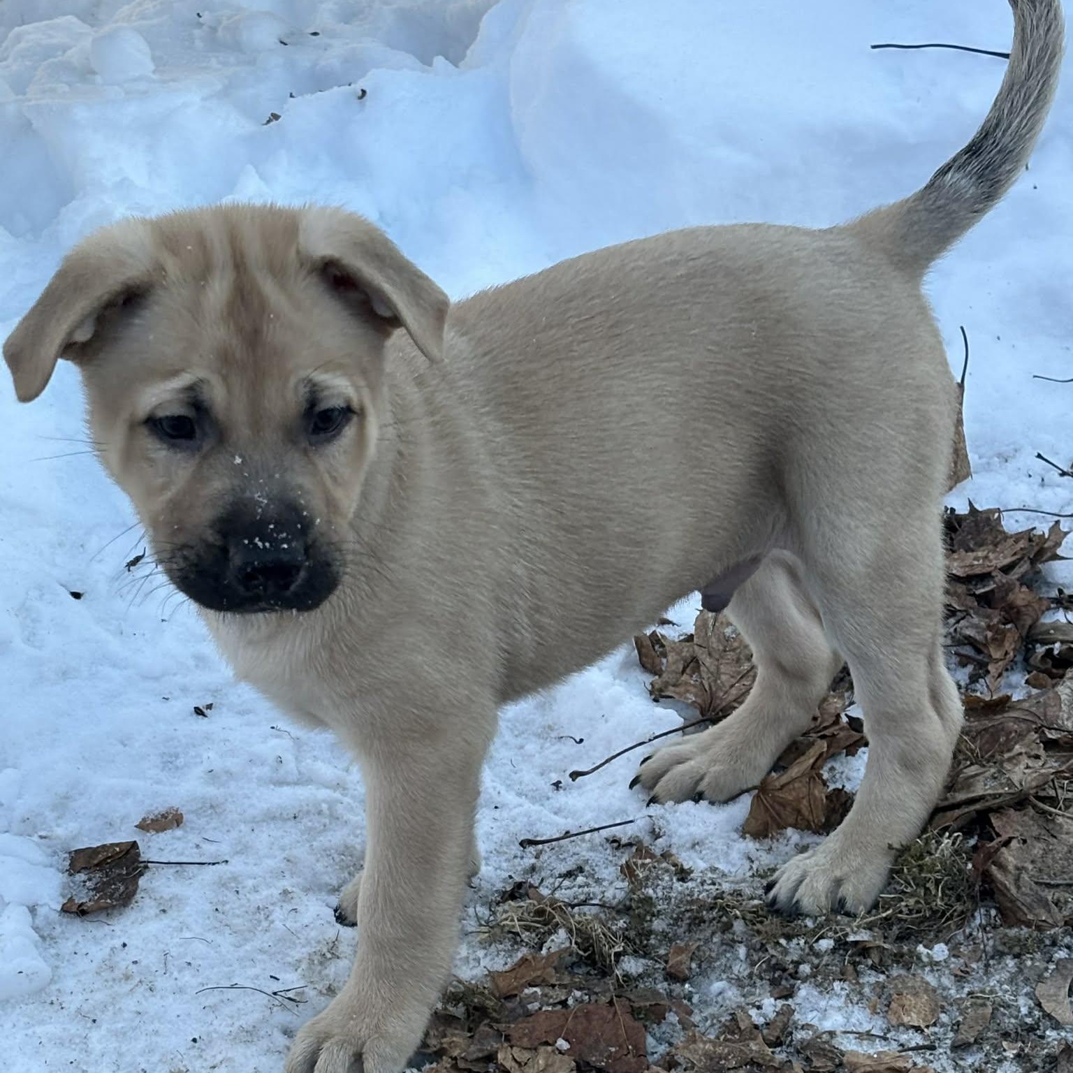 Caliber, a ADOPTABLE mixed breed in Danbury, CT image 1/4
