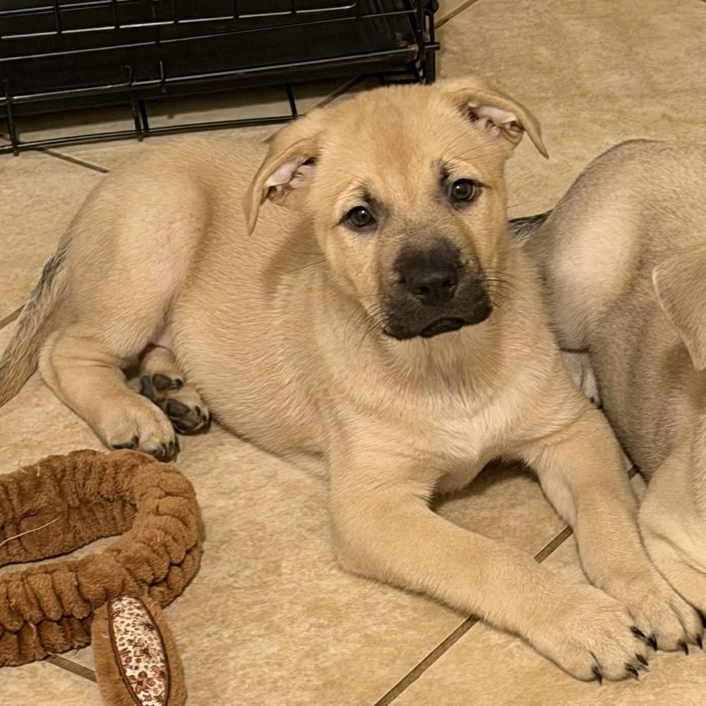 Caliber, a ADOPTABLE mixed breed in Danbury, CT image 2/4