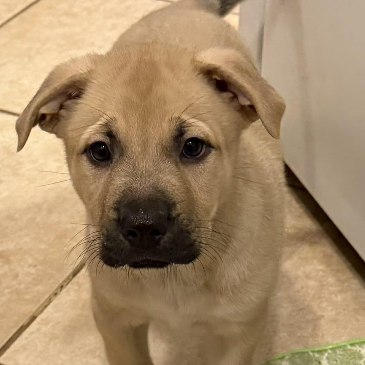 Caliber, a ADOPTABLE mixed breed in Danbury, CT image 3/4