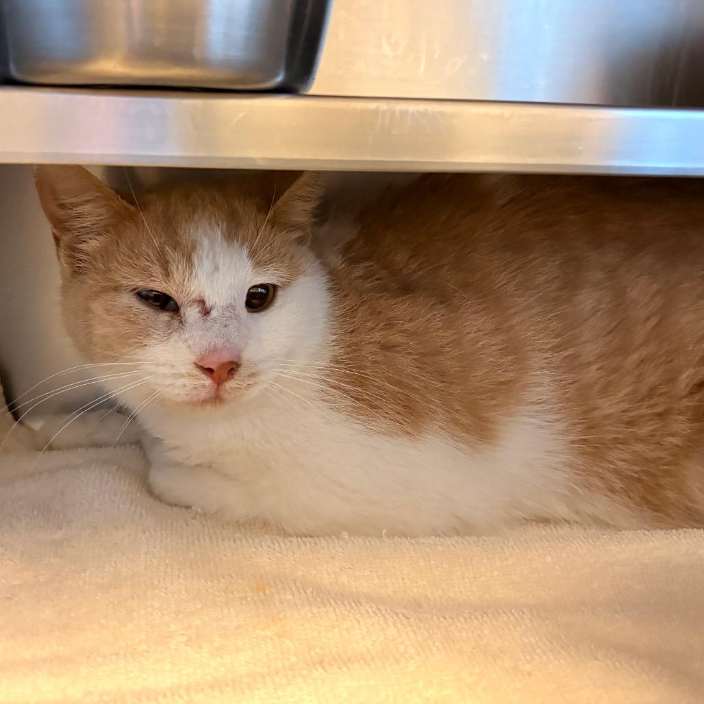 Enlarge Rue, a Adoptable Domestic Short Hair in Bristol, IN image 1/3