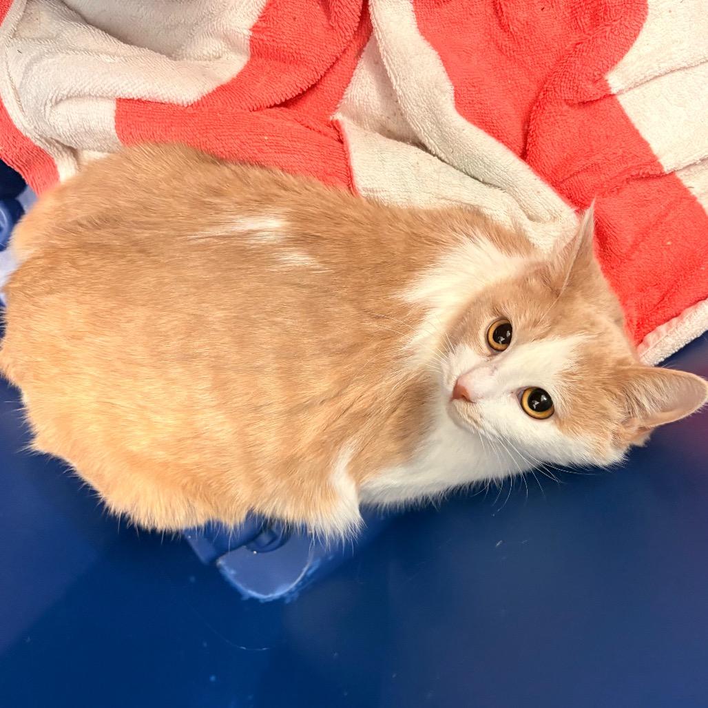 Enlarge Rue, a Adoptable Domestic Short Hair in Bristol, IN image 2/3