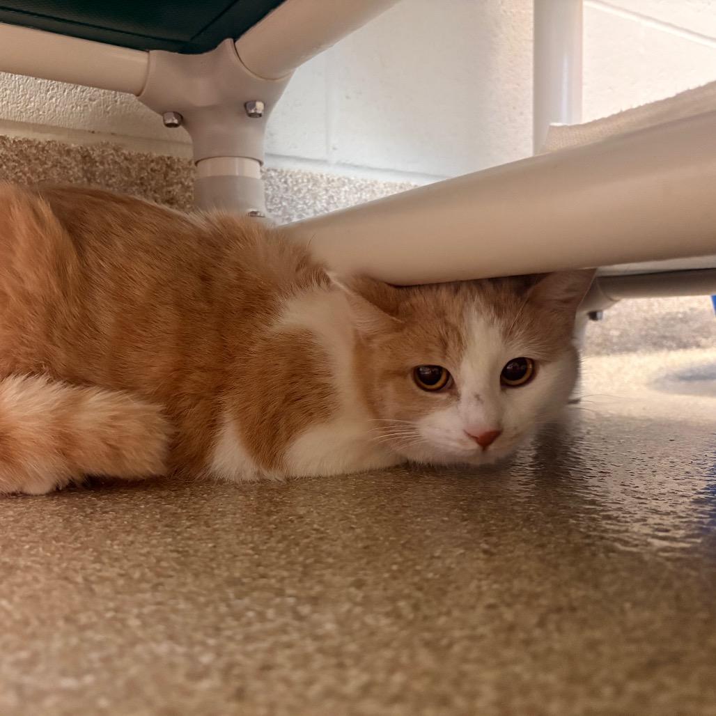 Enlarge Rue, a Adoptable Domestic Short Hair in Bristol, IN image 3/3