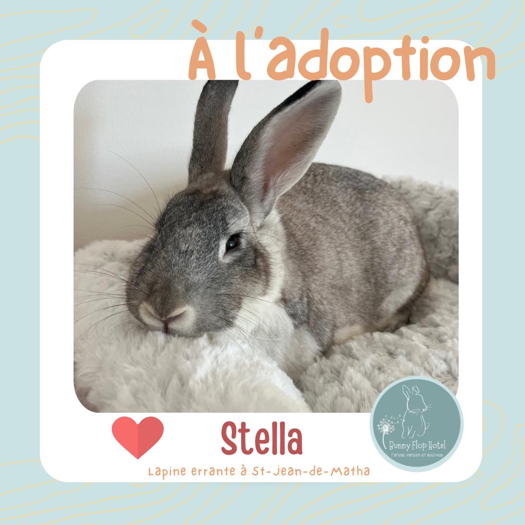 Stella, ADOPTABLE, Adult Female American.