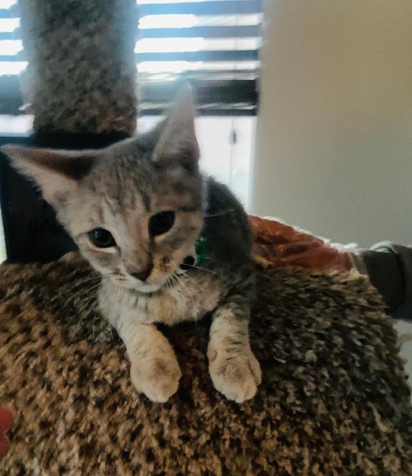 Milo, a ADOPTABLE Domestic Short Hair in Las Vegas, NV image 2/4