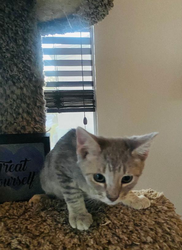 Milo, a ADOPTABLE Domestic Short Hair in Las Vegas, NV image 4/4