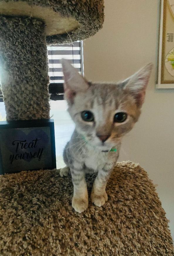 Milo, ADOPTABLE, Kitten Male Domestic Short Hair.