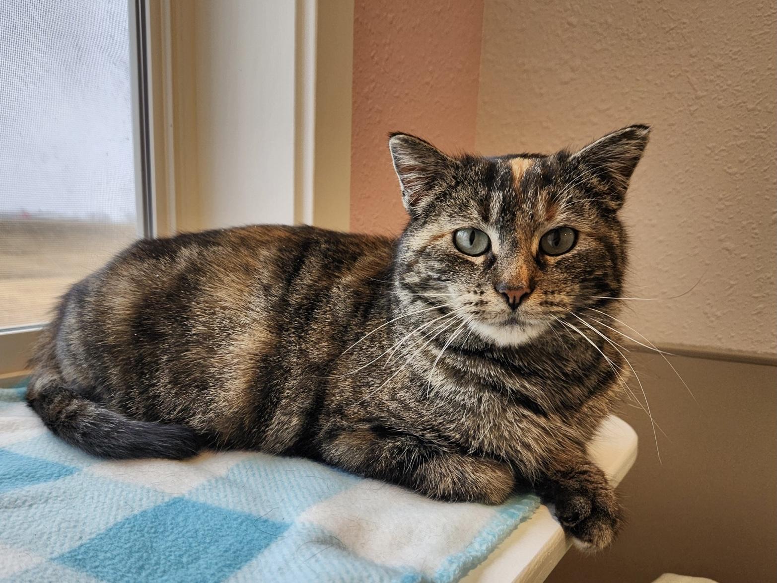 Maisy, an adoptable Domestic Short Hair in Jamestown, ND, 58402 | Photo Image 1