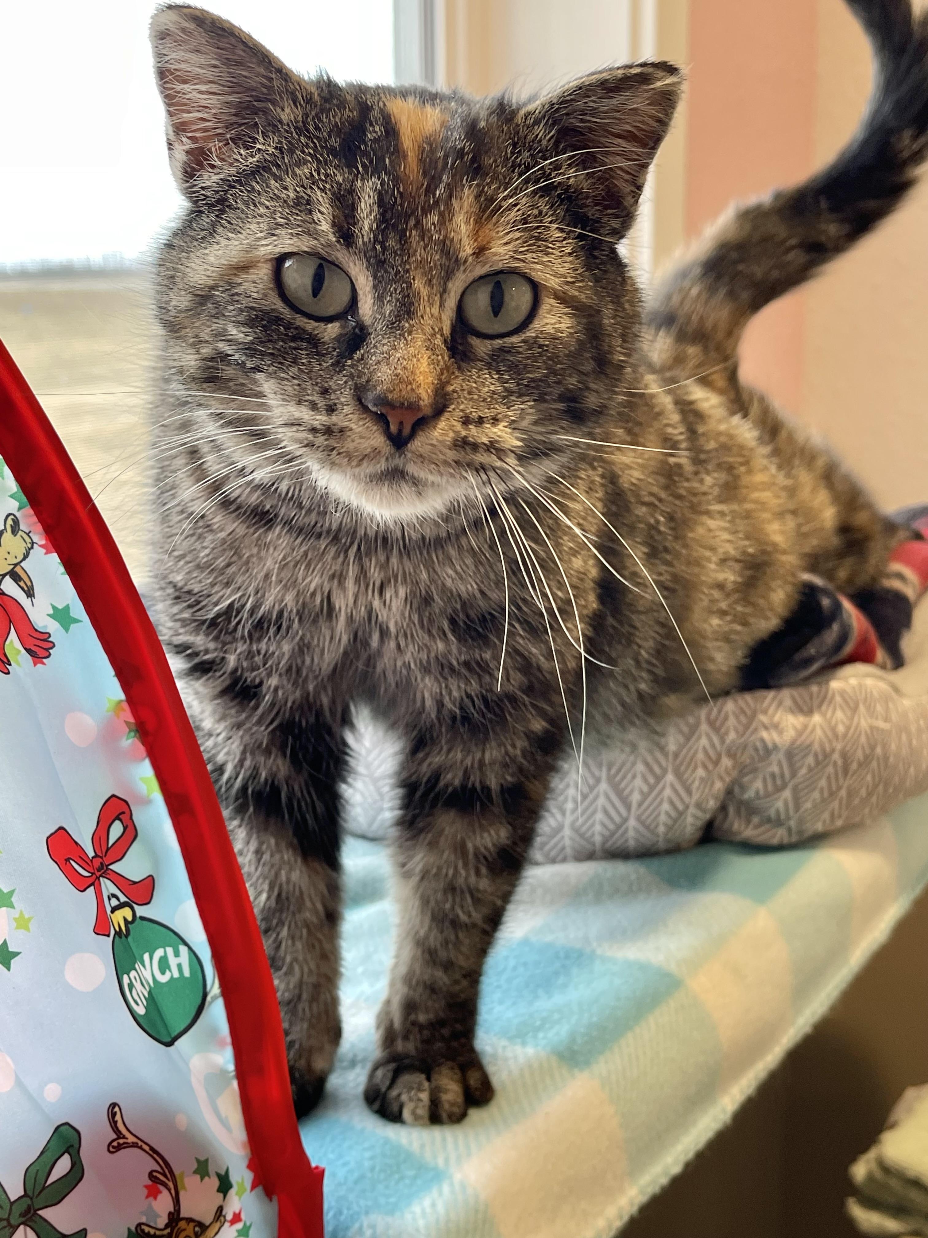 Maisy, an adoptable Domestic Short Hair in Jamestown, ND, 58402 | Photo Image 2