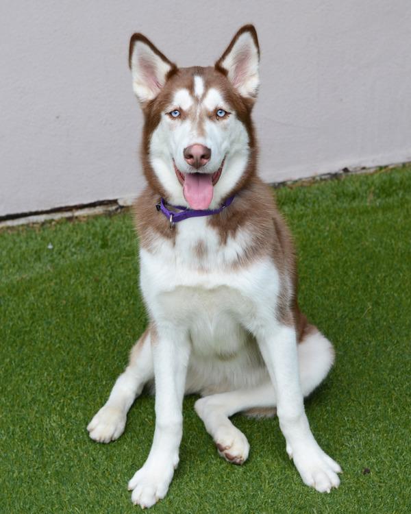 Honey Dijon, Adoptable, Young Female Siberian Husky.