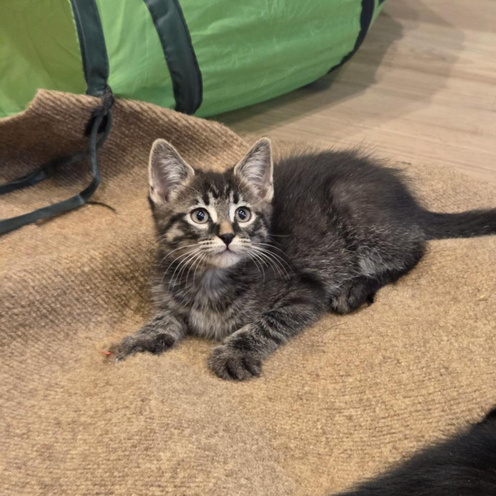 Blitzen, Adoptable, Kitten Male Domestic Short Hair & Domestic Short Hair.