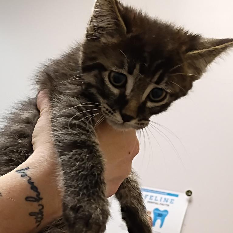 Blitzen, Adoptable, Kitten Male Domestic Short Hair & Domestic Short Hair.