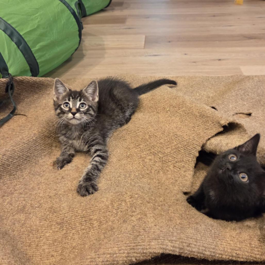 Blitzen, a Adoptable mixed breed in Commerce City, CO image 2/6