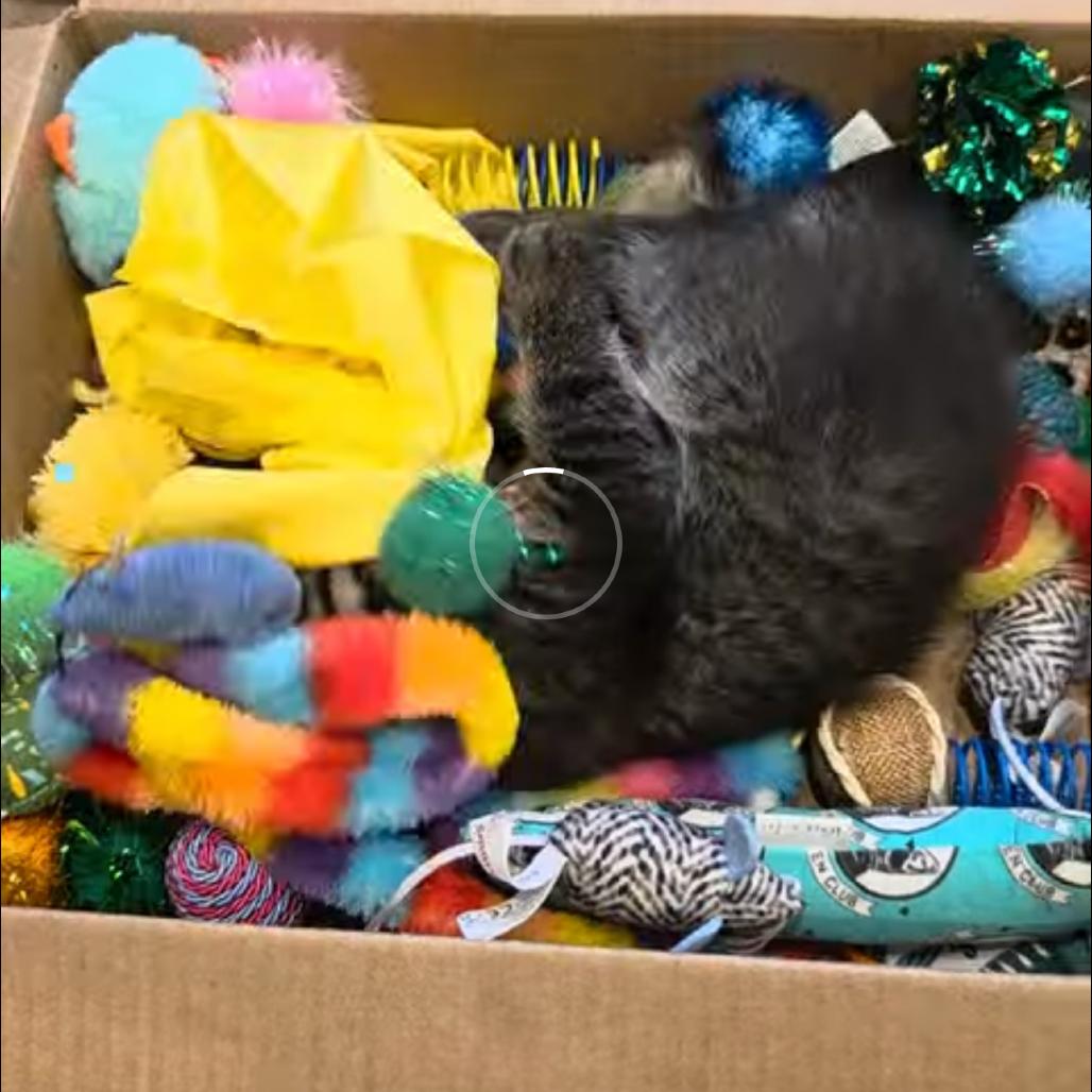 Blitzen, a Adoptable mixed breed in Commerce City, CO image 3/6