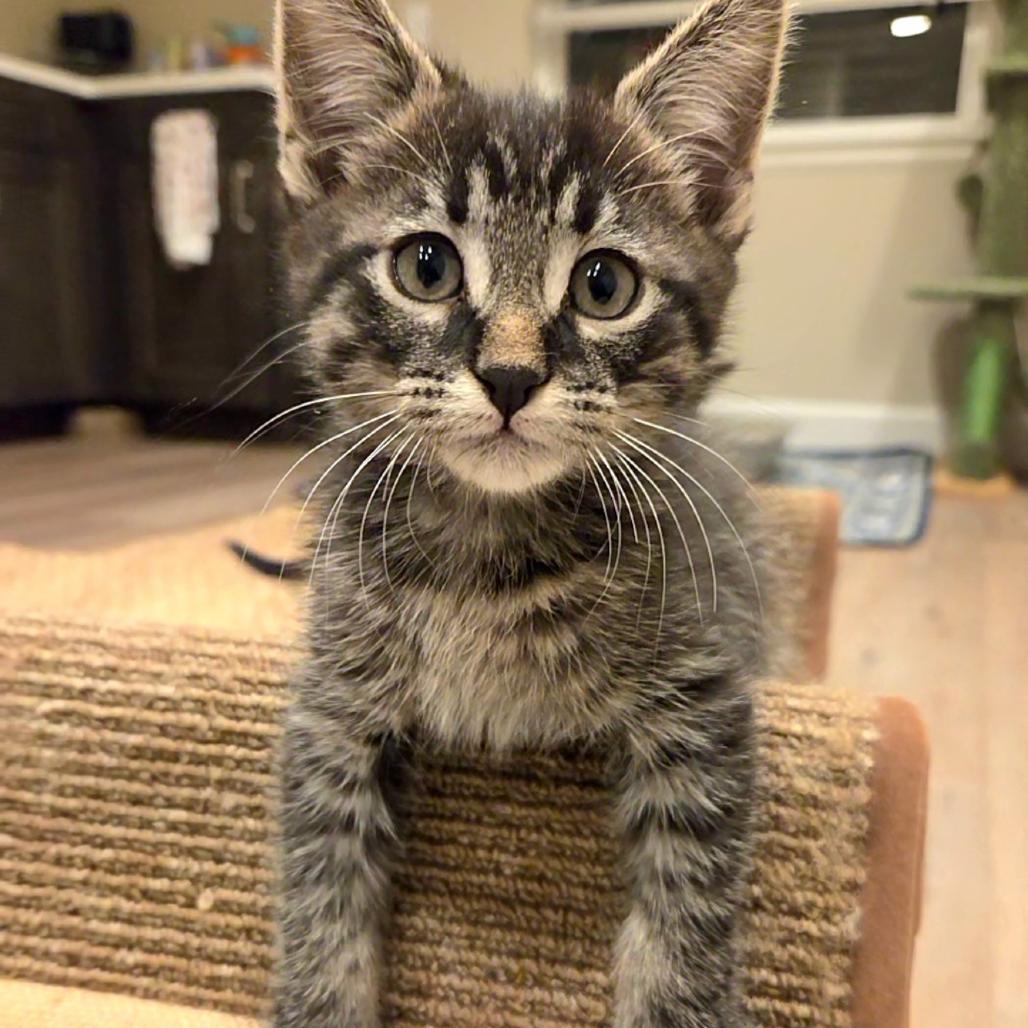 Blitzen, a Adoptable mixed breed in Commerce City, CO image 4/6