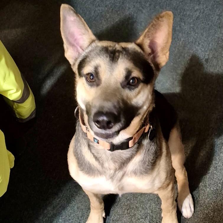 Enlarge Atlas, a Adoptable German Shepherd Dog in Memphis, TN image 1/6
