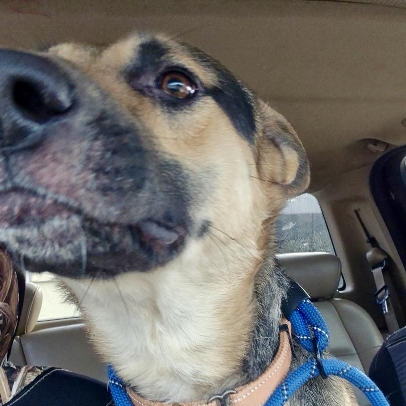 Enlarge Atlas, a Adoptable German Shepherd Dog in Memphis, TN image 2/6