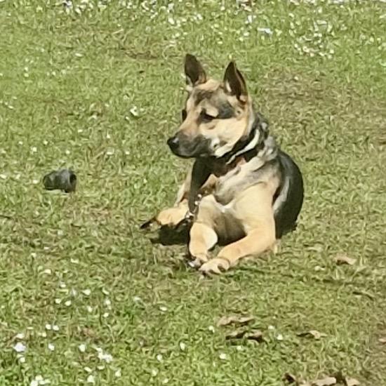 Atlas, Adoptable, Adult Male German Shepherd Dog.