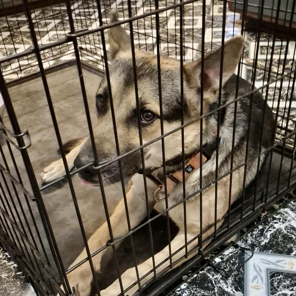 Enlarge Atlas, a Adoptable German Shepherd Dog in Memphis, TN image 3/6