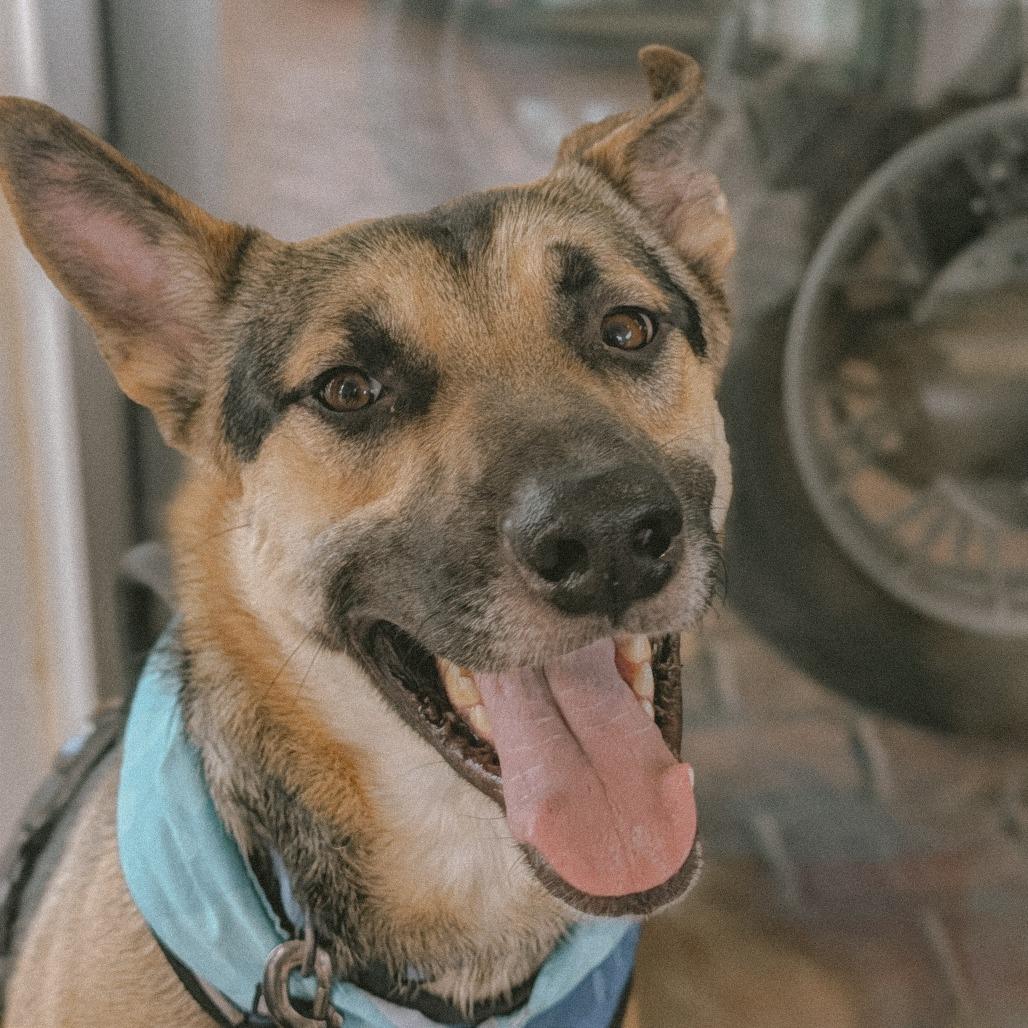 Enlarge Atlas, a Adoptable German Shepherd Dog in Memphis, TN image 4/6