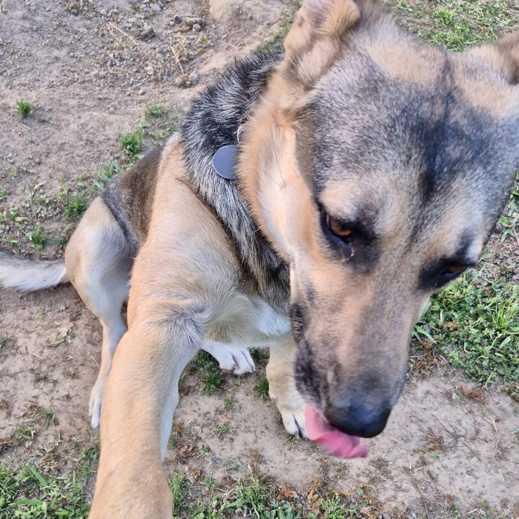 Enlarge Atlas, a Adoptable German Shepherd Dog in Memphis, TN image 4/6
