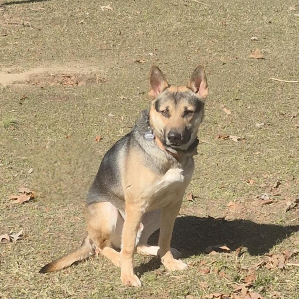 Enlarge Atlas, a Adoptable German Shepherd Dog in Memphis, TN image 1/6