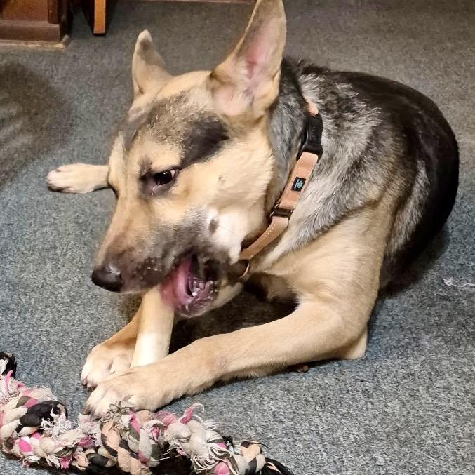 Enlarge Atlas, a Adoptable German Shepherd Dog in Memphis, TN image 5/6