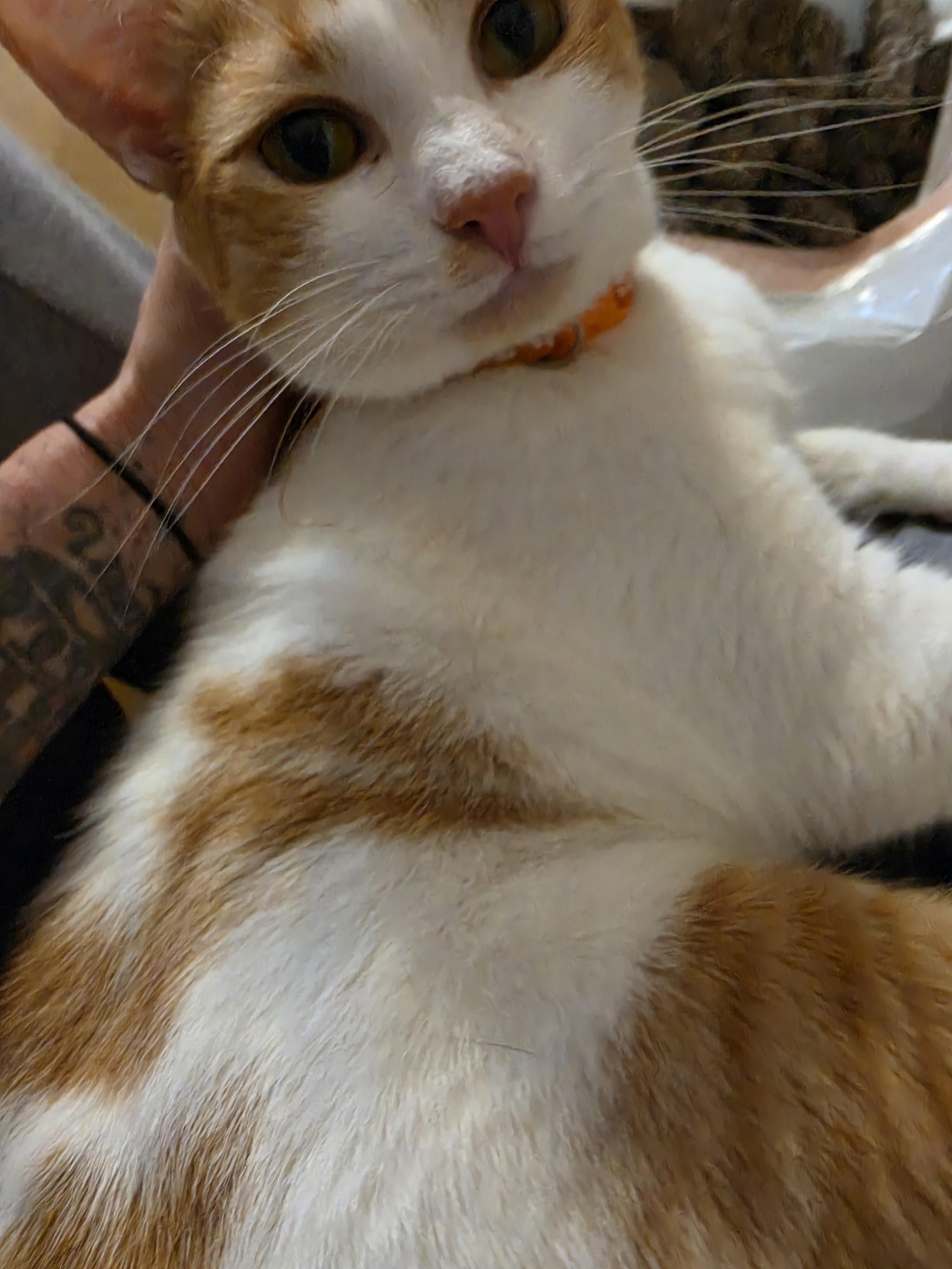 Enlarge Bud, a Adoptable Domestic Short Hair in Lawrenceville, GA image 1/3