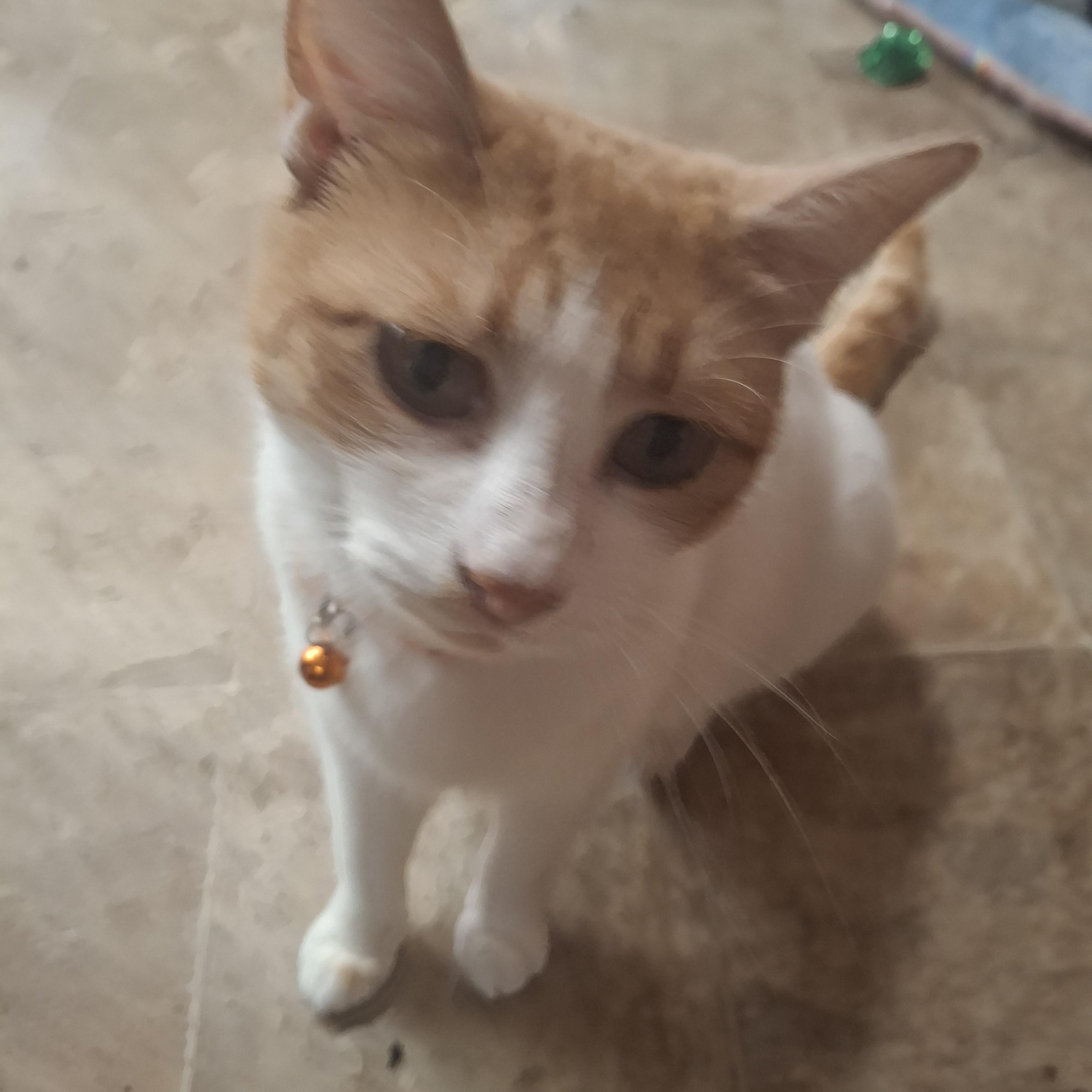 Bud, Adoptable, Young Female Domestic Short Hair.