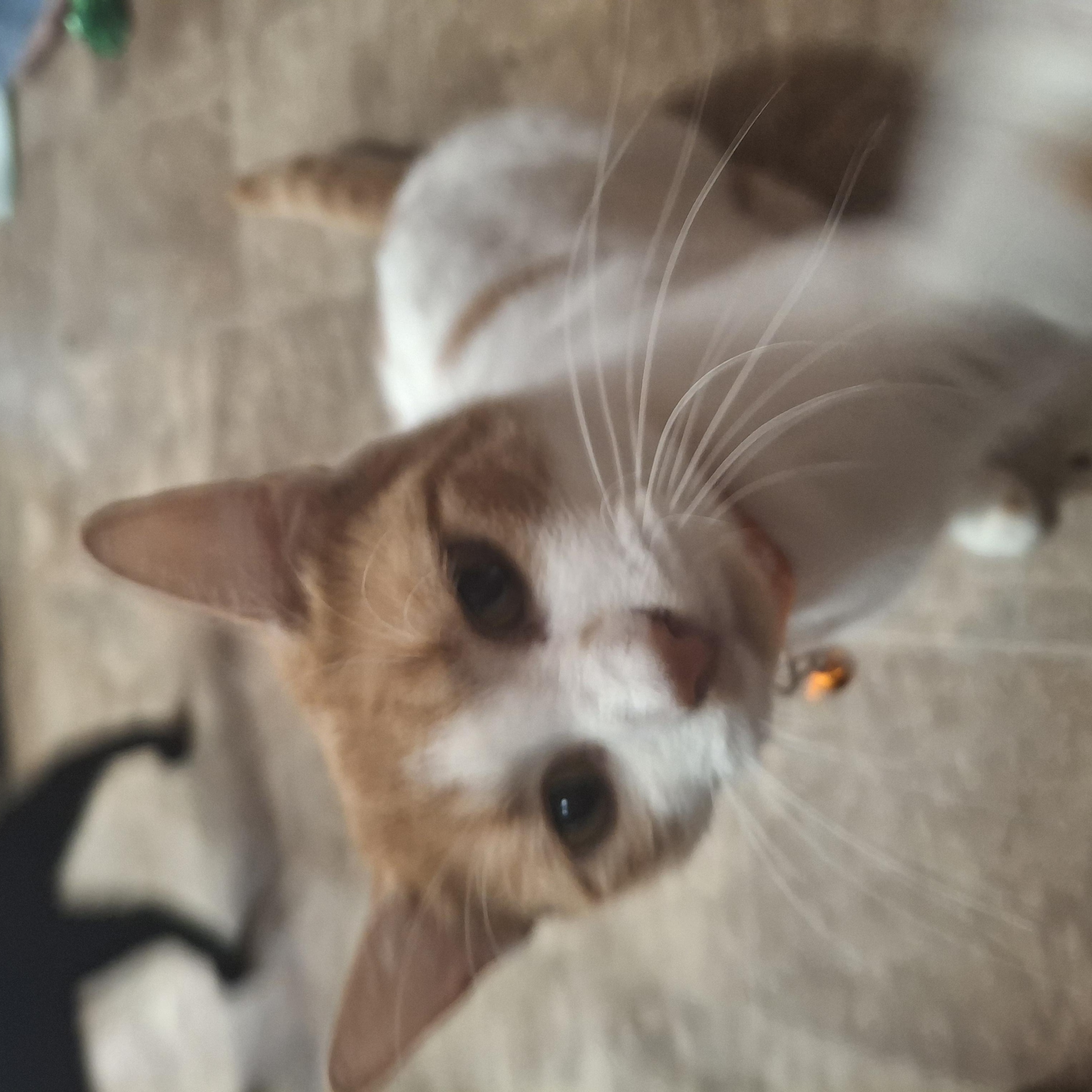 Enlarge Bud, a Adoptable Domestic Short Hair in Lawrenceville, GA image 2/2