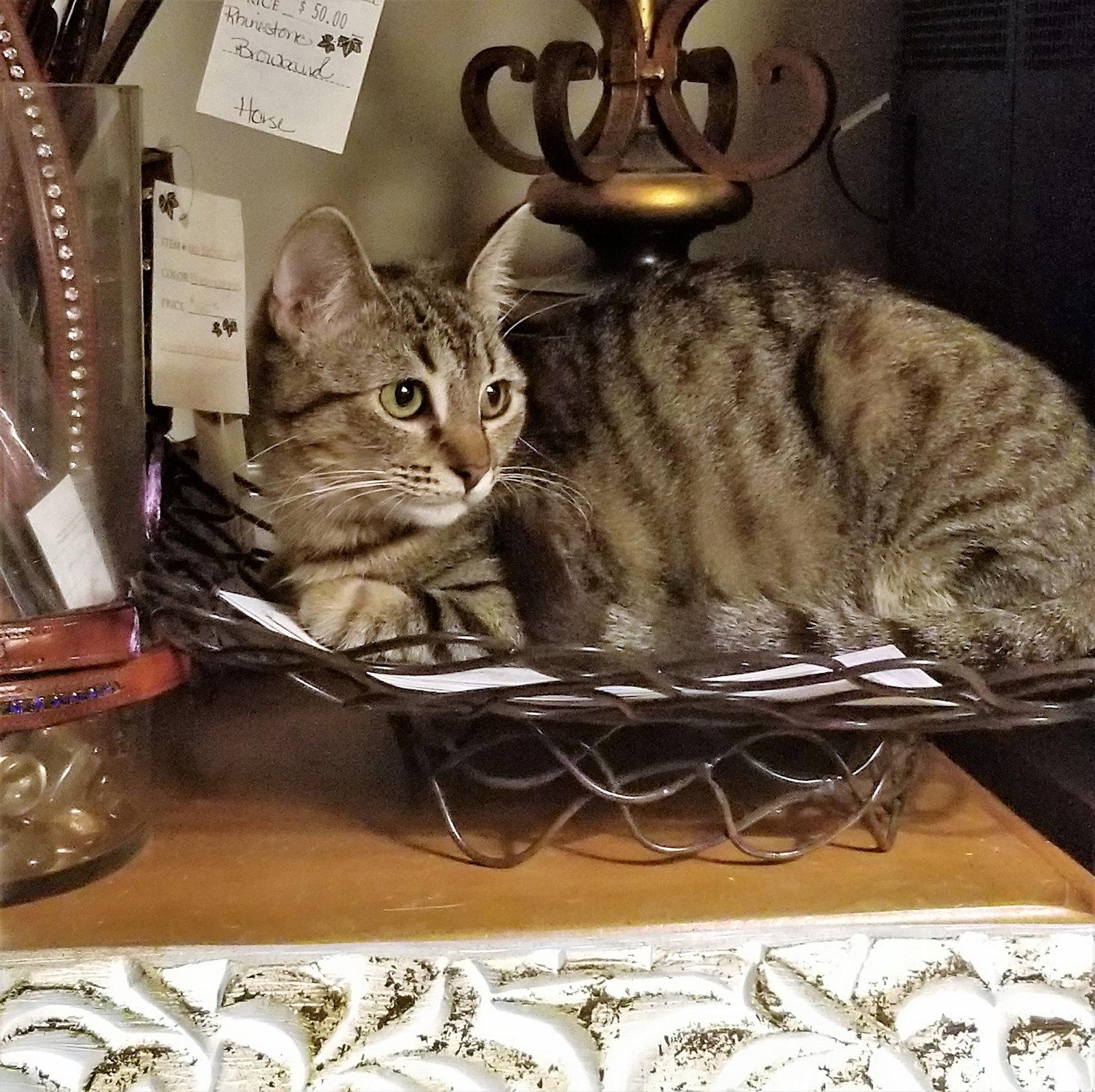 Rheya, Adoptable, Senior Female Tabby.