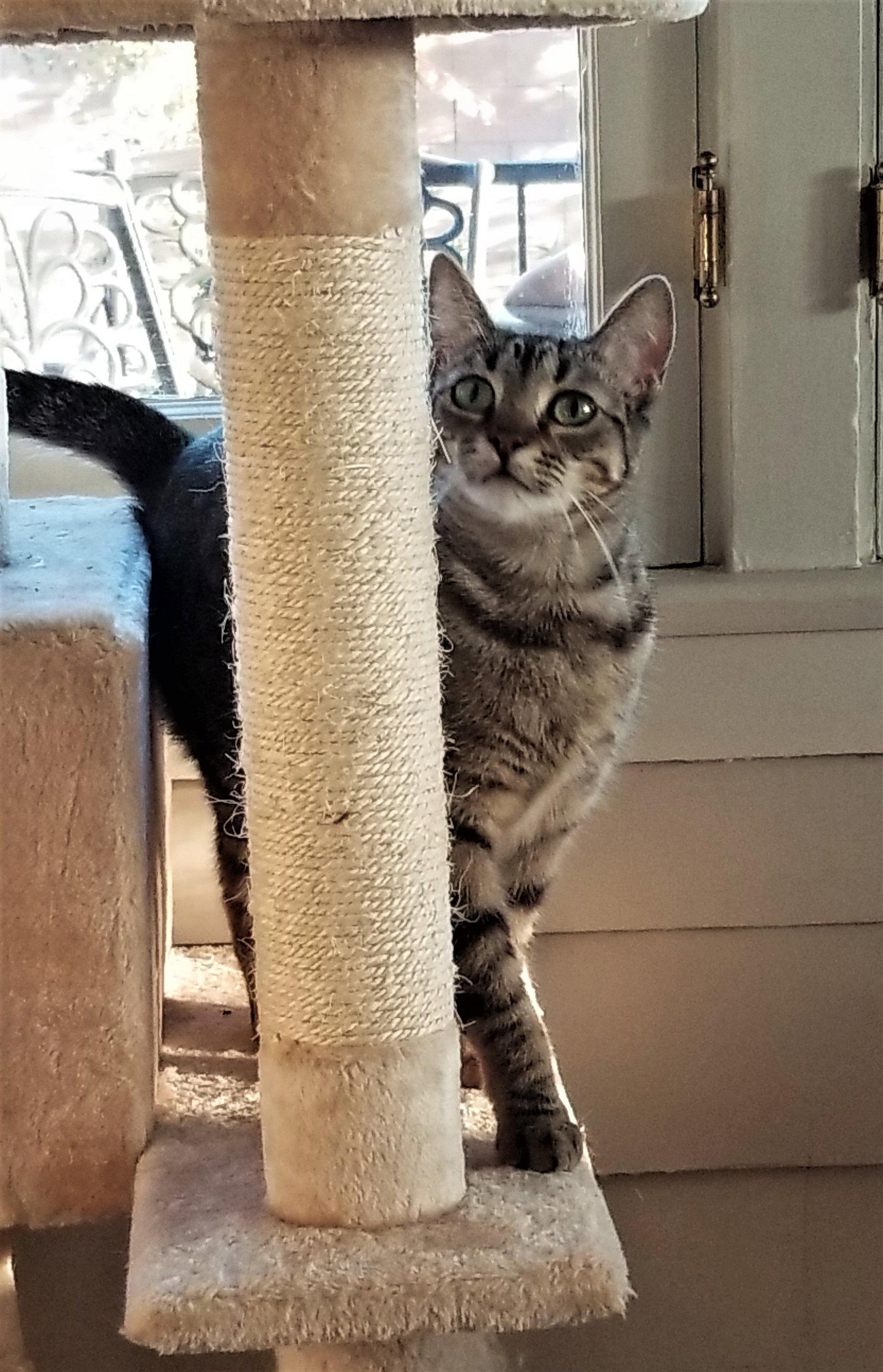 Enlarge Rheya, a Adoptable Tabby in Monrovia, CA image 2/3