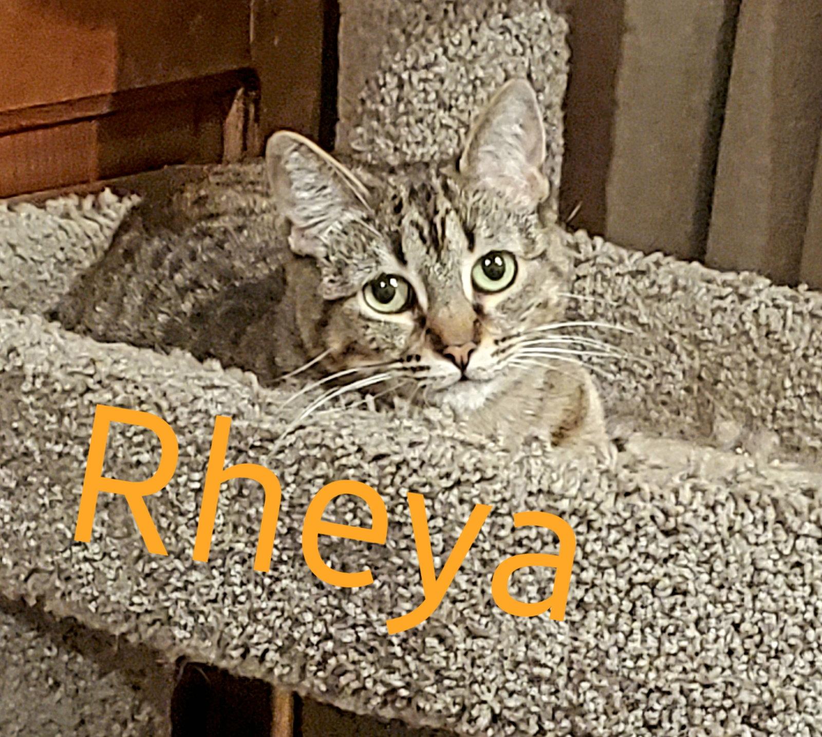 Rheya, Adoptable, Senior Female Tabby.