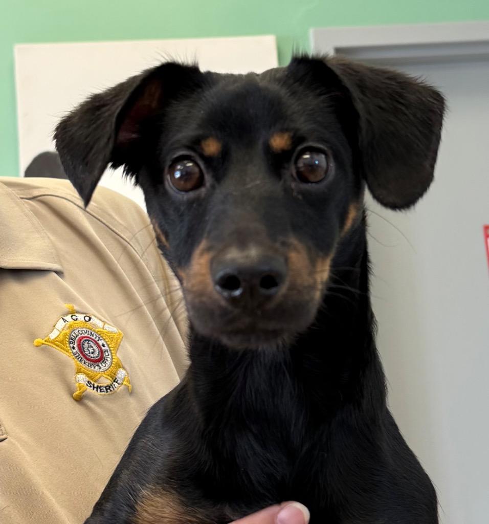 Billy Bob, Adopted, Young Male Dachshund.