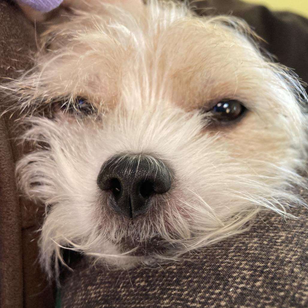 Annabelle, Adoptable, Senior Female Mixed Breed.