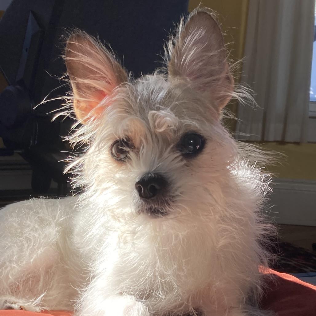 Annabelle, a Adoptable Mixed Breed in Providence, RI image 2/6